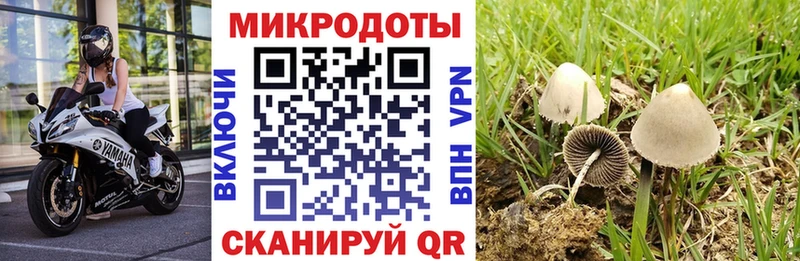 хочу наркоту  Гусь-Хрустальный  Псилоцибиновые грибы MAGIC MUSHROOMS 